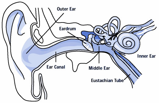 Structure of the human ear